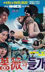玫瑰恋