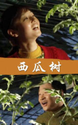 西瓜树