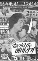 等待夜晚的向日葵