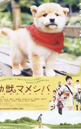 豆柴小犬
