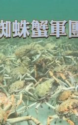 Mystery of Spider Crab Congregation