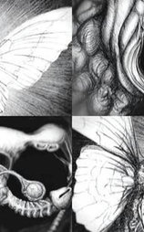 Anatomía de una mariposa