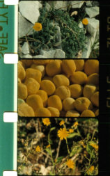 Bouquets 1-10