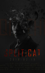 盒中的猫